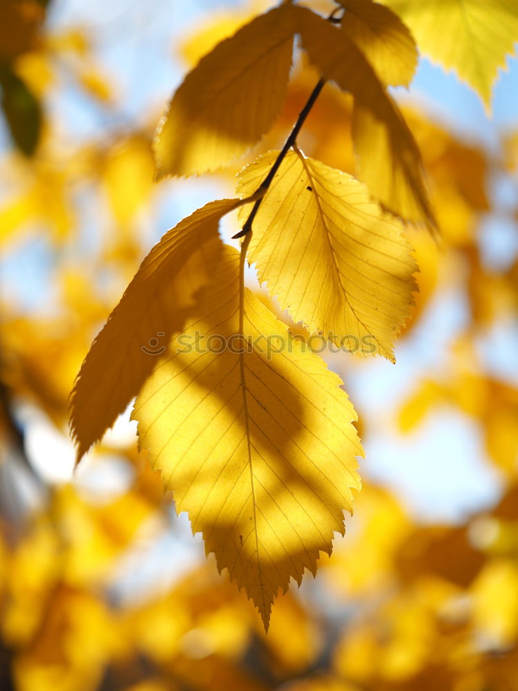 Similar – Autumn in the oak forest