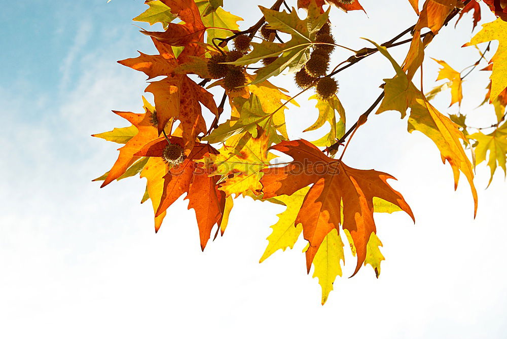 Image, Stock Photo Maple leaves in winter