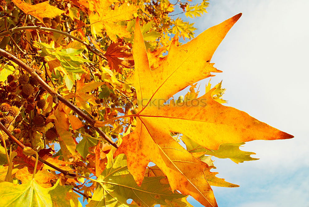 Similar – Image, Stock Photo Woman holding autumn leaves