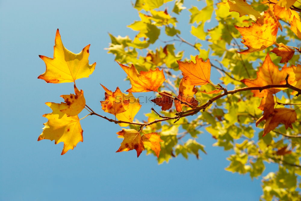 Similar – Image, Stock Photo Happy Autumn Nature Plant