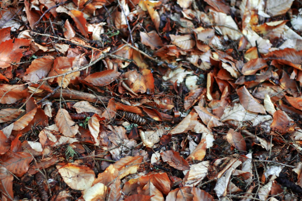 Similar – Image, Stock Photo Autumn on the street Leaf