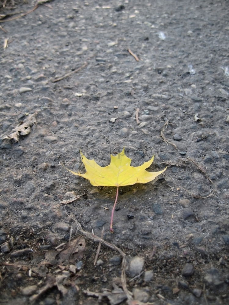 leaf Leaf Light Autumn