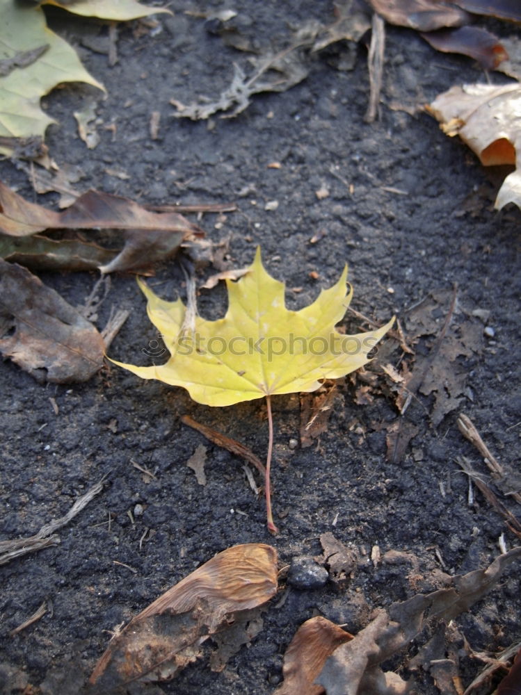 Similar – autumn Autumn leaves Leaf