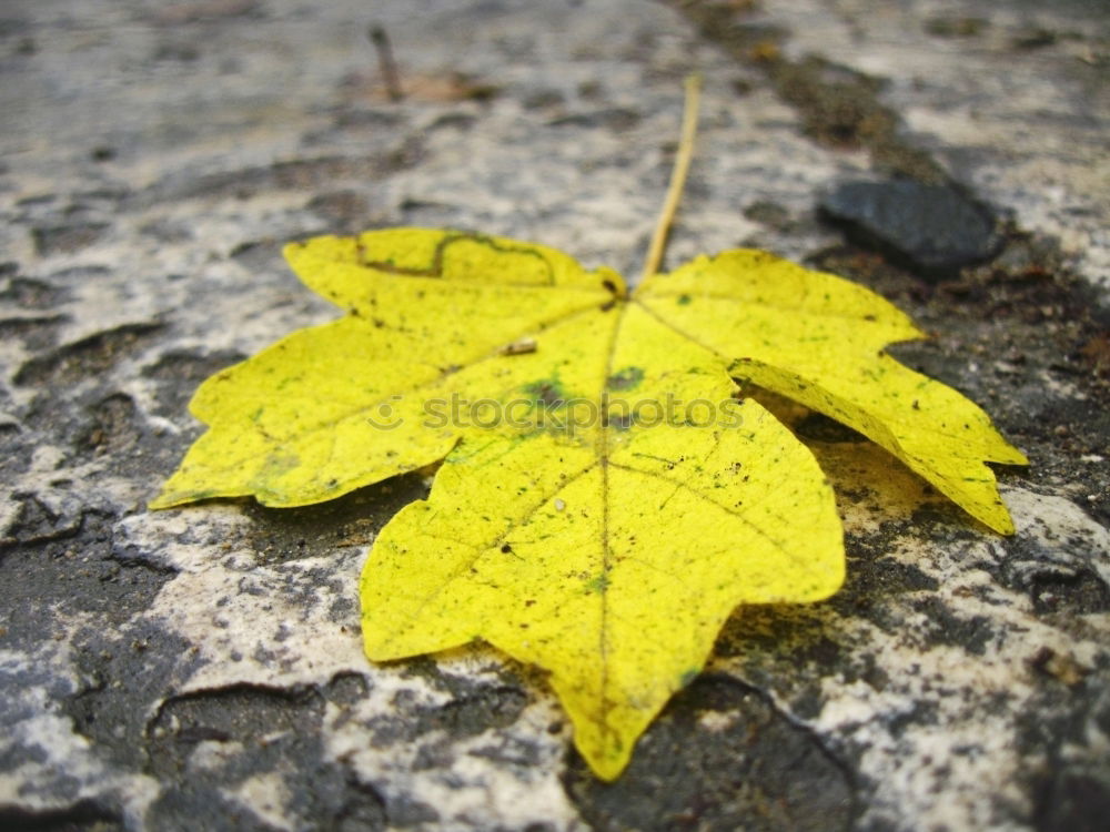 Similar – Image, Stock Photo Sycamore leaf; autumn; trunk;