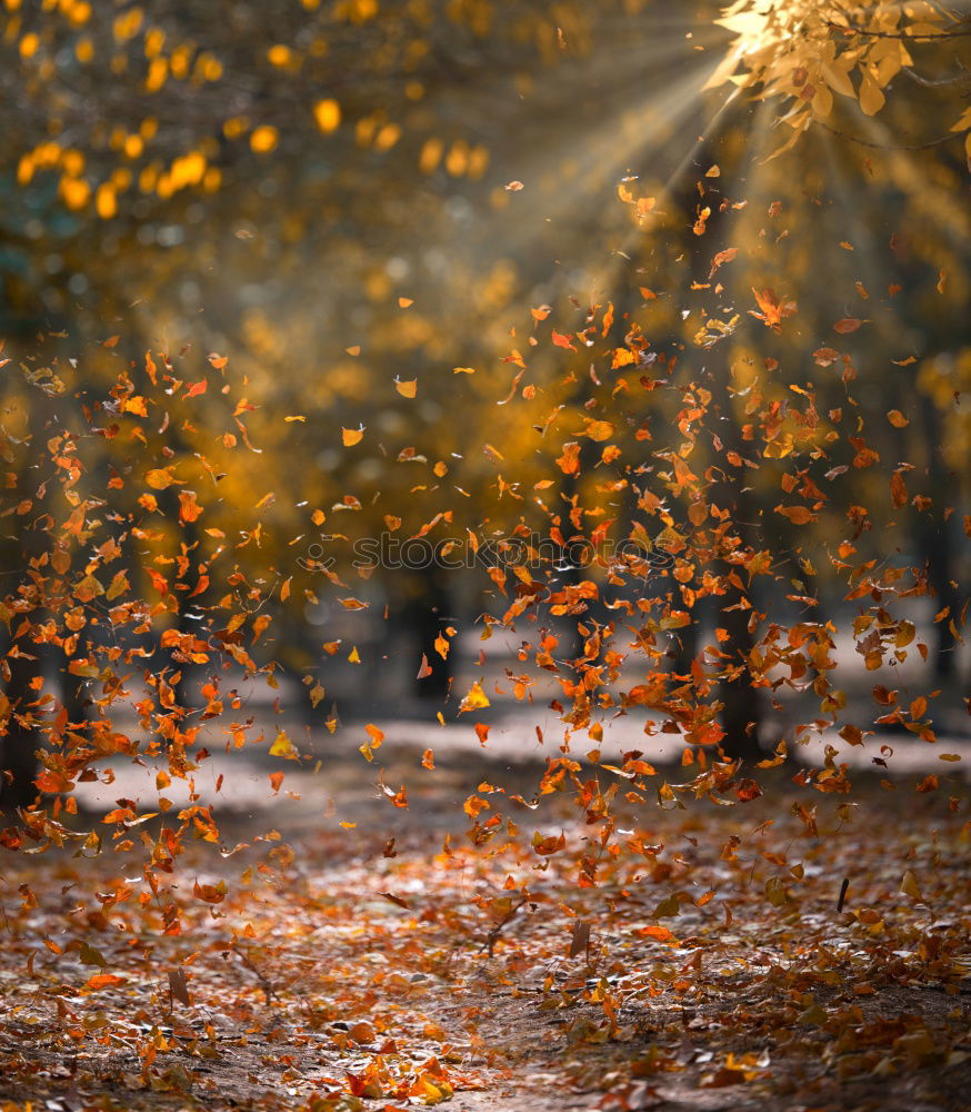 Similar – Herbstwärme Baum