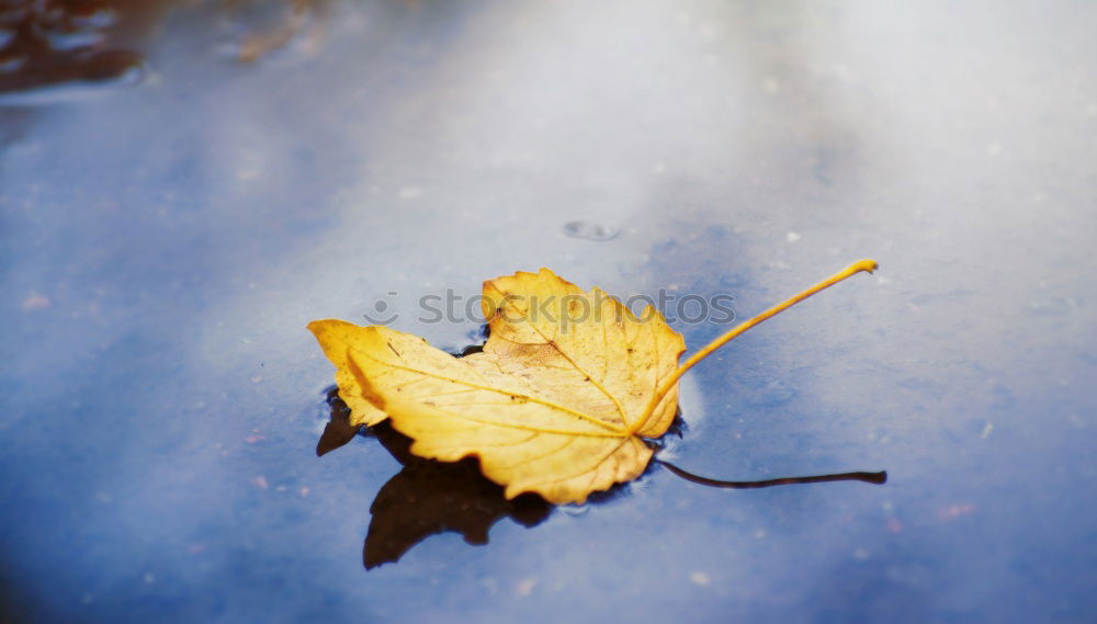 Similar – Summer is over Leaf Brown