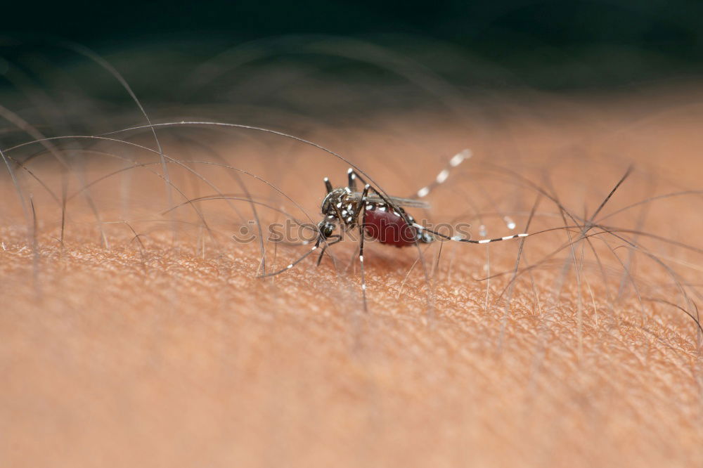 Similar – Image, Stock Photo killed mosquito Mosquitos