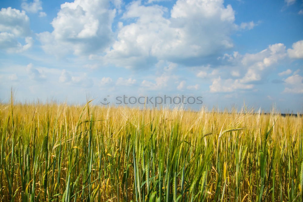 Similar – Foto Bild Kornfeld II Wolken