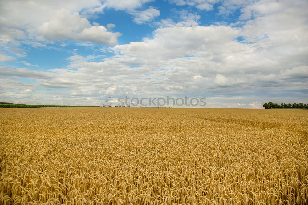 Similar – Image, Stock Photo harvest time Field Straw