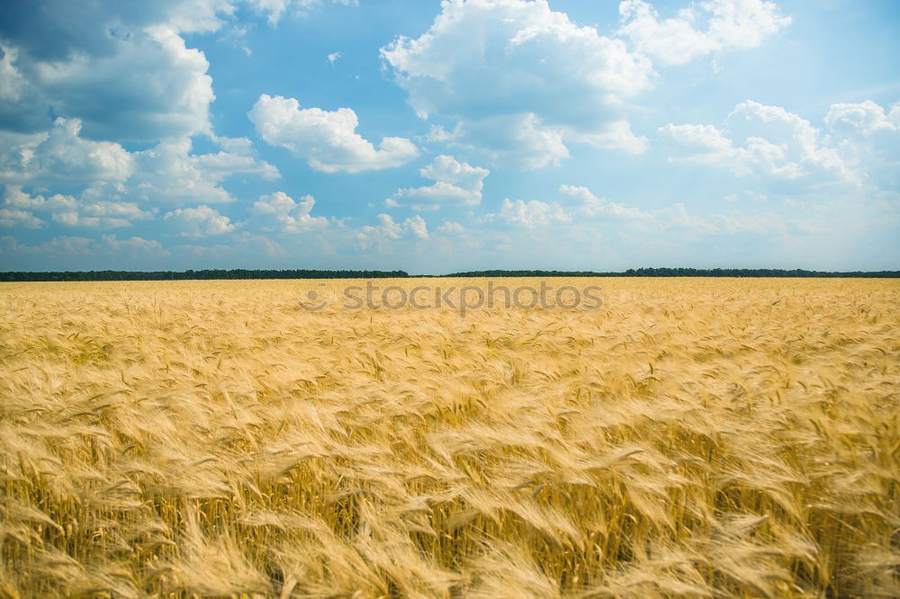 Similar – Image, Stock Photo harvest time Field Straw