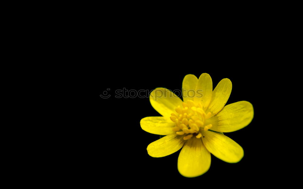 Similar – Image, Stock Photo little flower Nature Plant