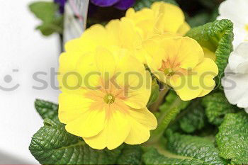 Similar – Yellow primroses on red wooden table