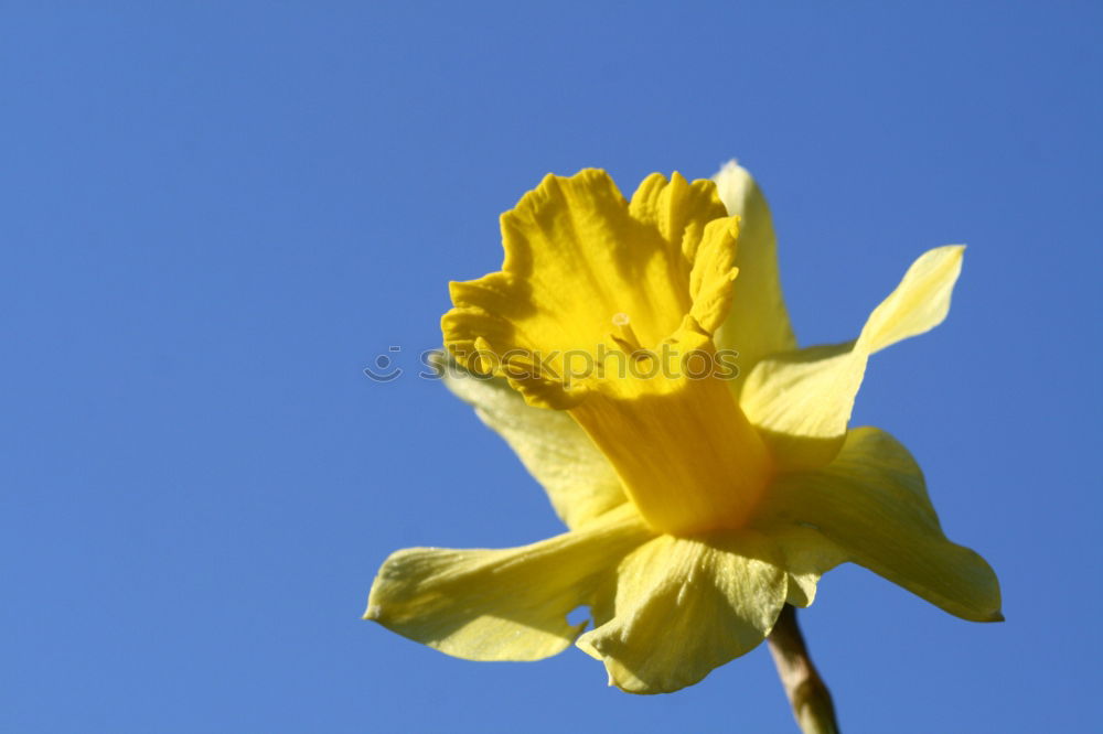 Similar – Gingkoblätter Leuchtkraft