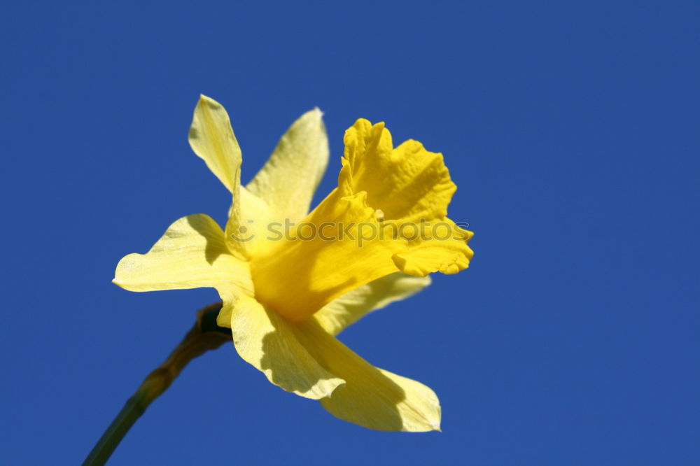 Similar – Gingkoblätter Leuchtkraft