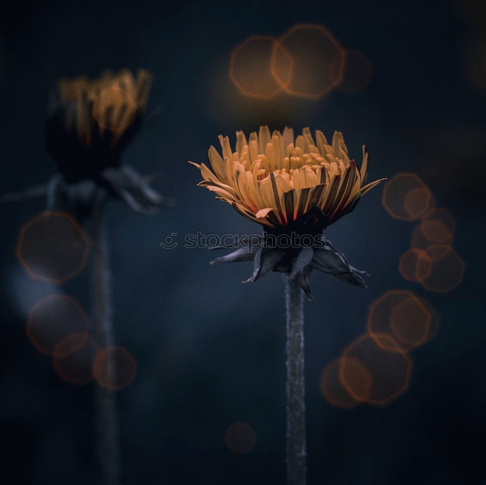 Similar – Small mushrooms in the forest