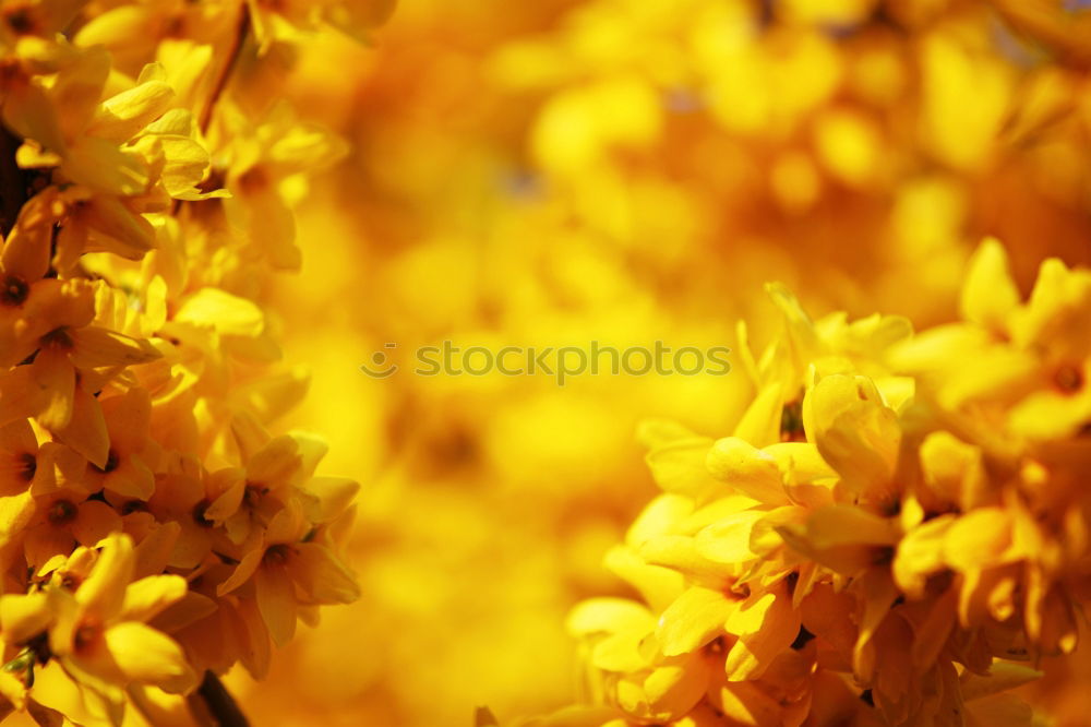 Similar – Golden Spring Colour photo