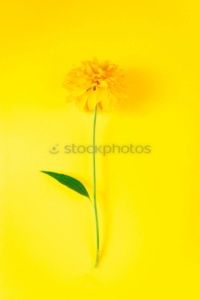 Similar – Image, Stock Photo #AS# Spring 2017 Art