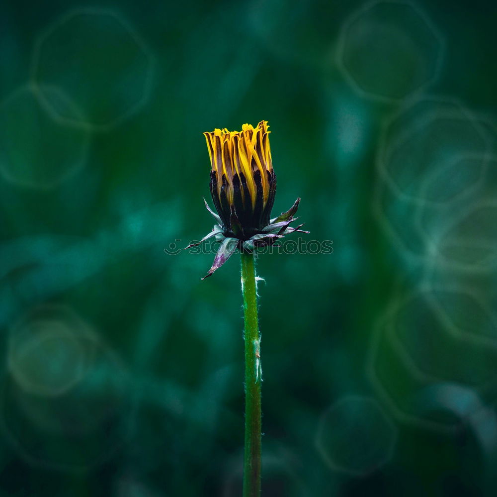 Similar – daisies Colour photo