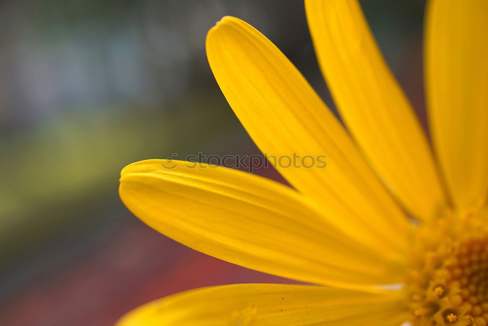 Similar – Foto Bild jacquistern Sonnenblume