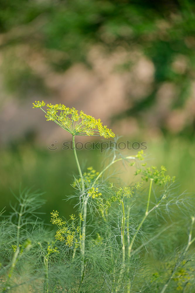 Foto Bild Sonnenblumen in Ciabot