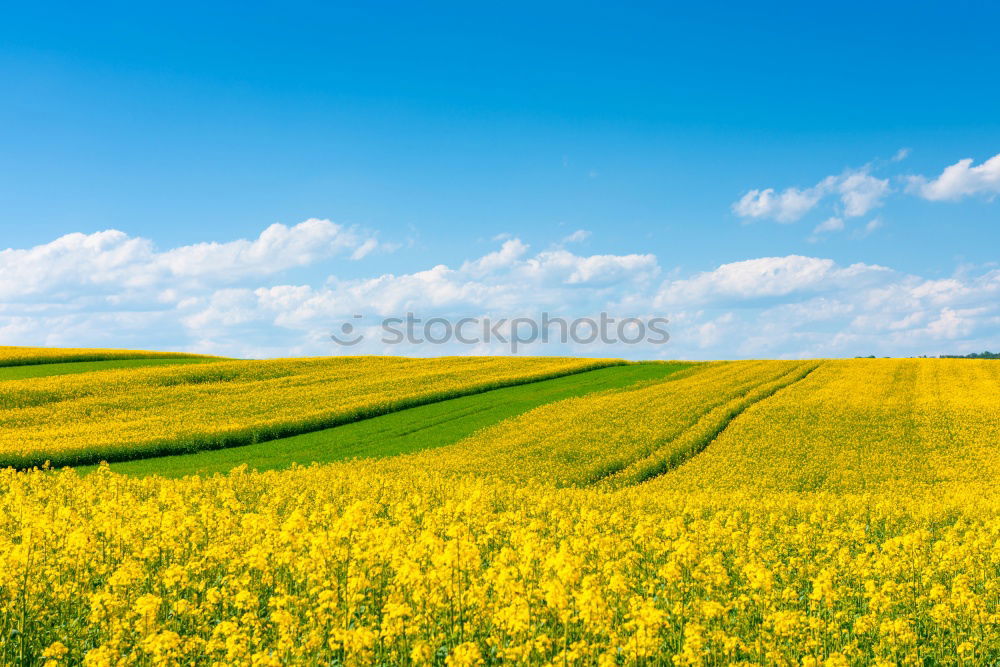 Similar – La colza III Canola Plant