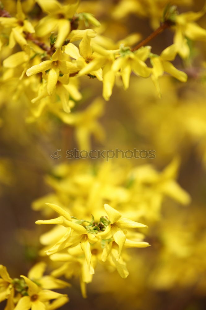 Yellow Sunshine Sonne