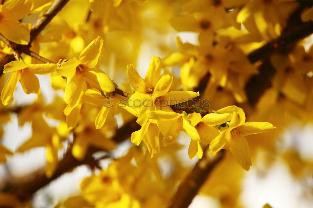 Similar – Golden Spring Colour photo