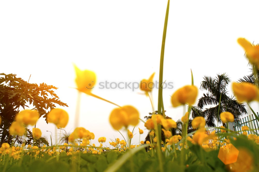 Similar – Foto Bild sommer vorm balkon Natur