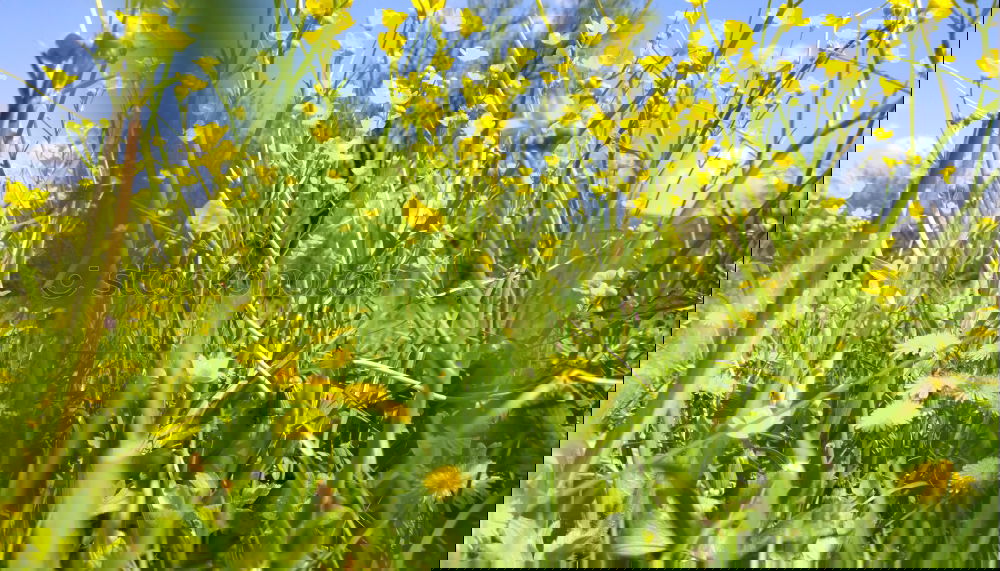 Similar – Image, Stock Photo Sun in rape Spring Flower