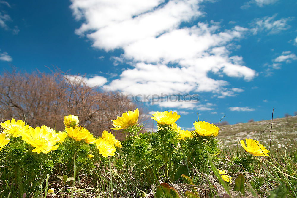 Similar – Foto Bild gelbe Blumen mit hellem Getreidefeld und blauem Himmel im Hintergrund