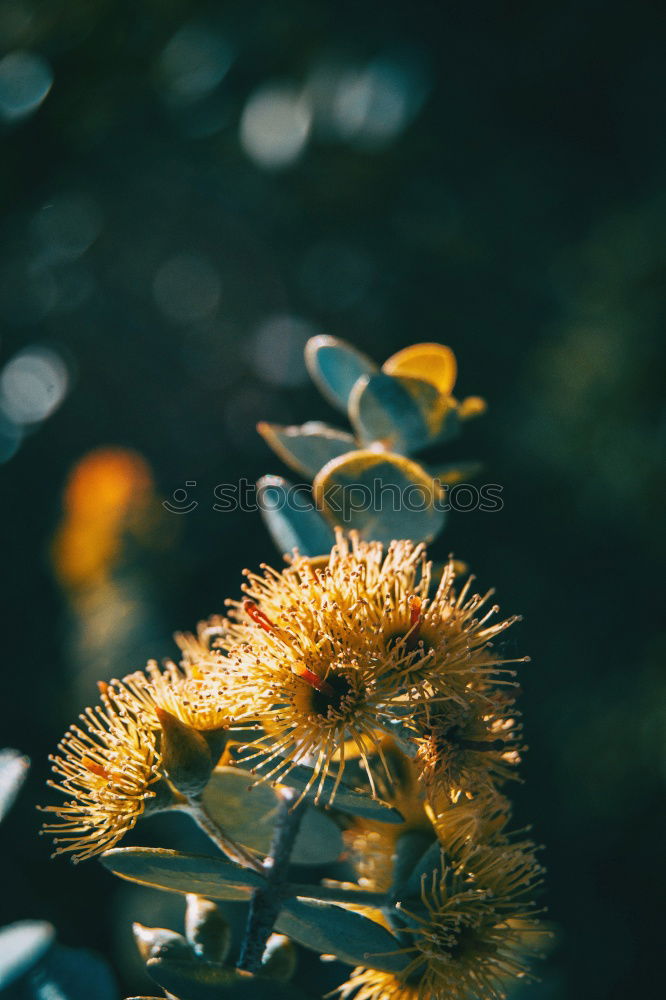 Similar – Image, Stock Photo Red, prickly blossom in front of a blue sky