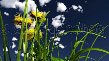 Similar – Image, Stock Photo Sunny Sunflower Stalk