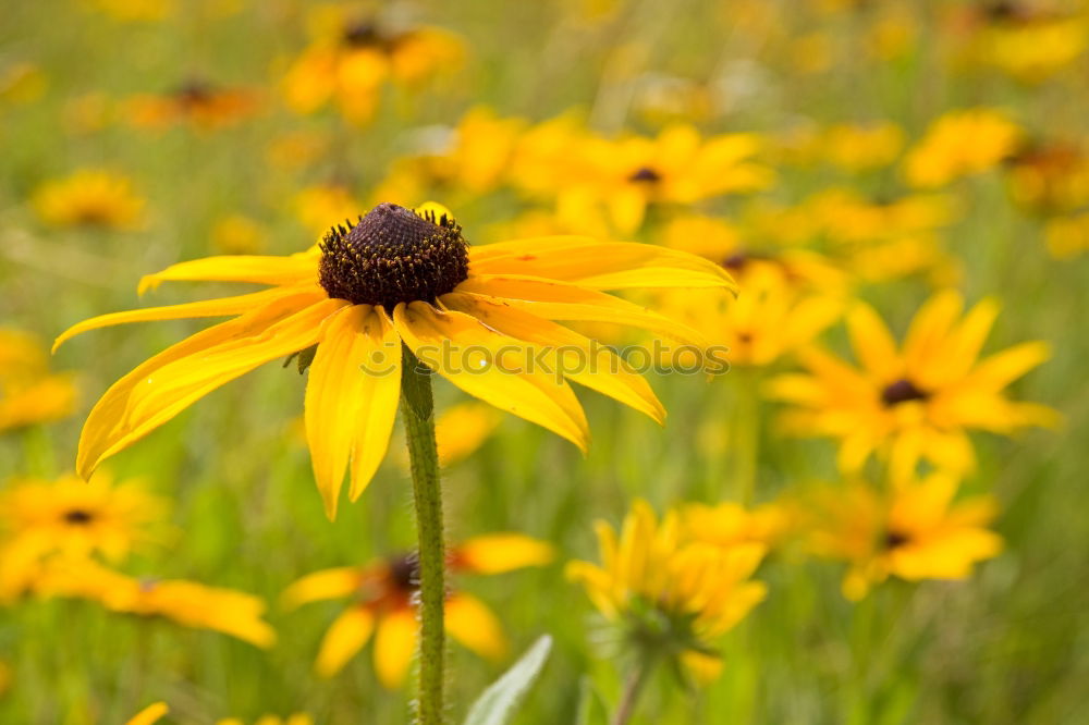 Image, Stock Photo more flowery Flower Yellow