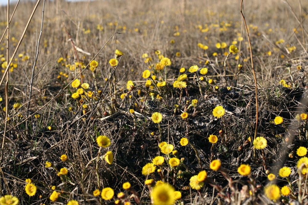 Foto Bild gelbe Blumen mit hellem Getreidefeld und blauem Himmel im Hintergrund