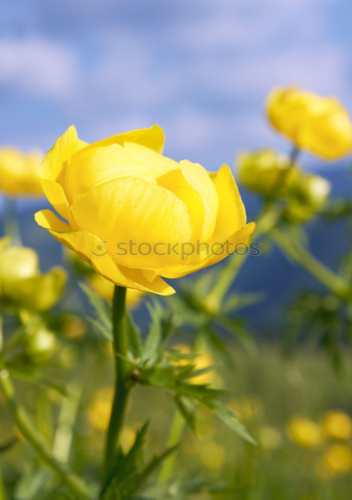 Similar – ranunculus acris gelb