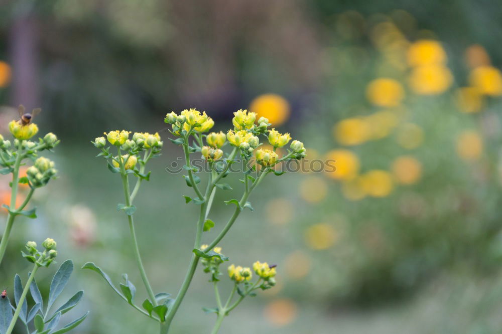 Similar – Yellow in green Nature