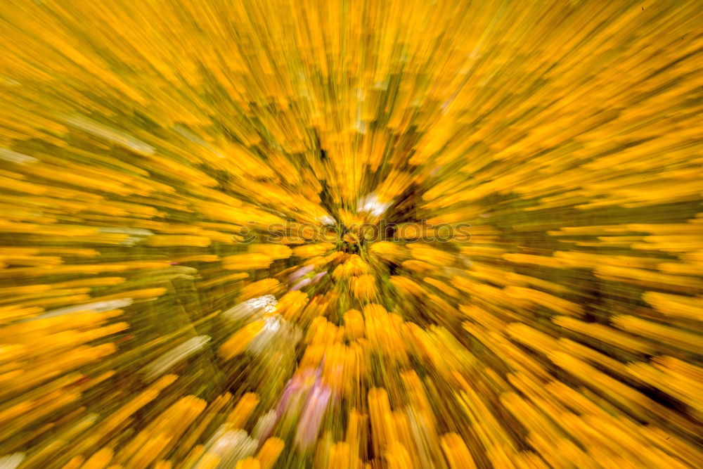 Es herbstelt Herbst Baum