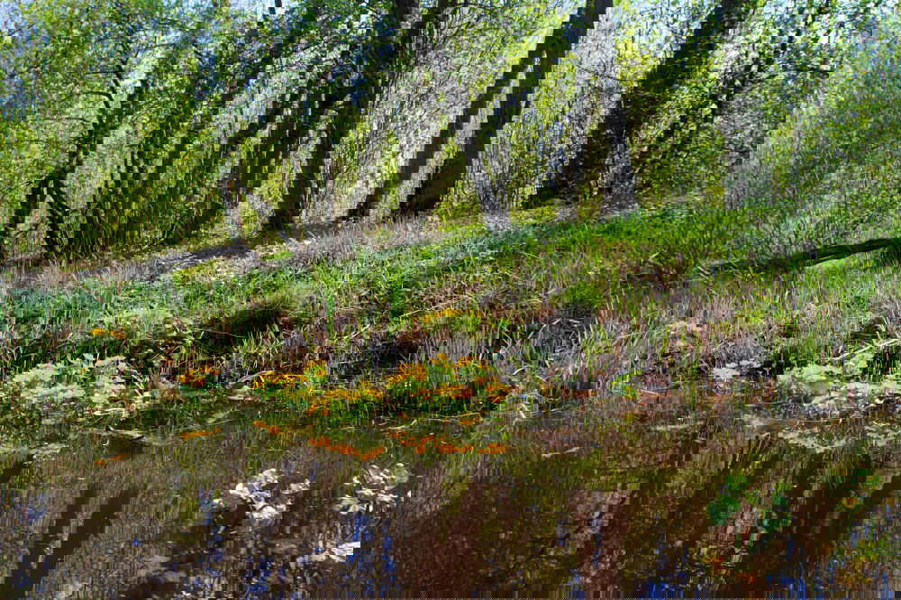 Similar – Image, Stock Photo Oasis on Rügen Environment