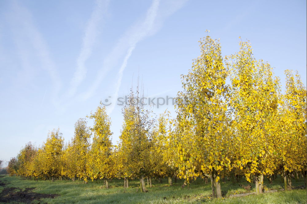 Similar – Image, Stock Photo Anticipation … or tree in Wingert in autumn