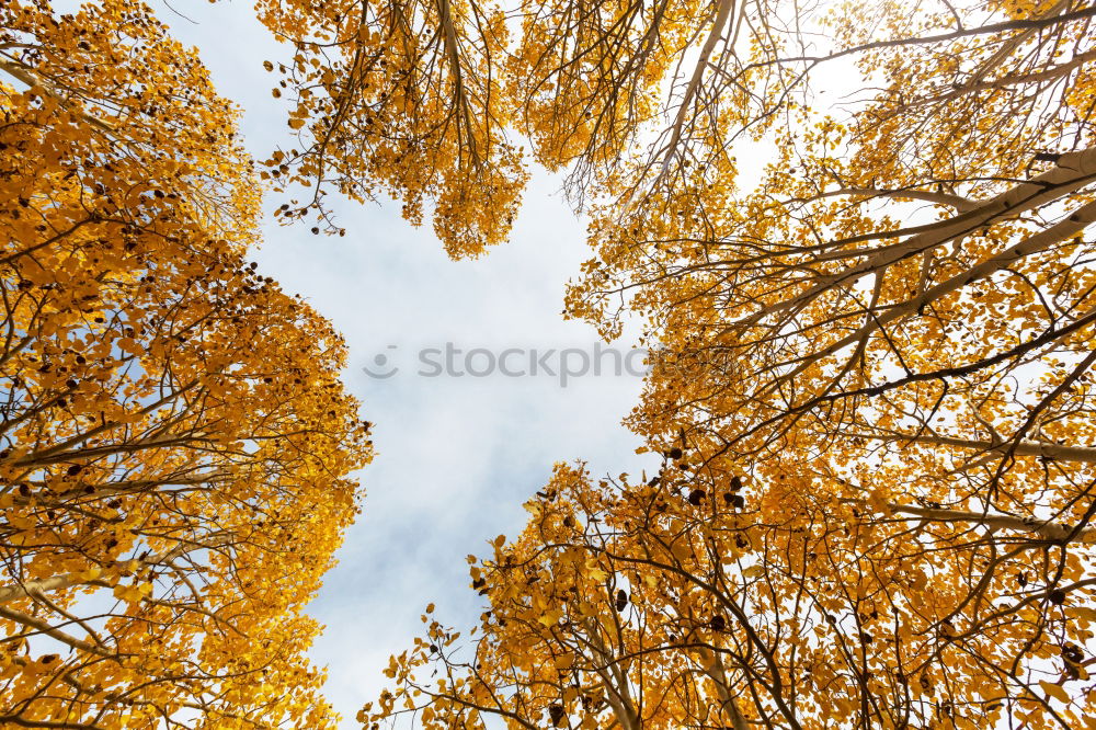 Similar – Image, Stock Photo Orange and blue