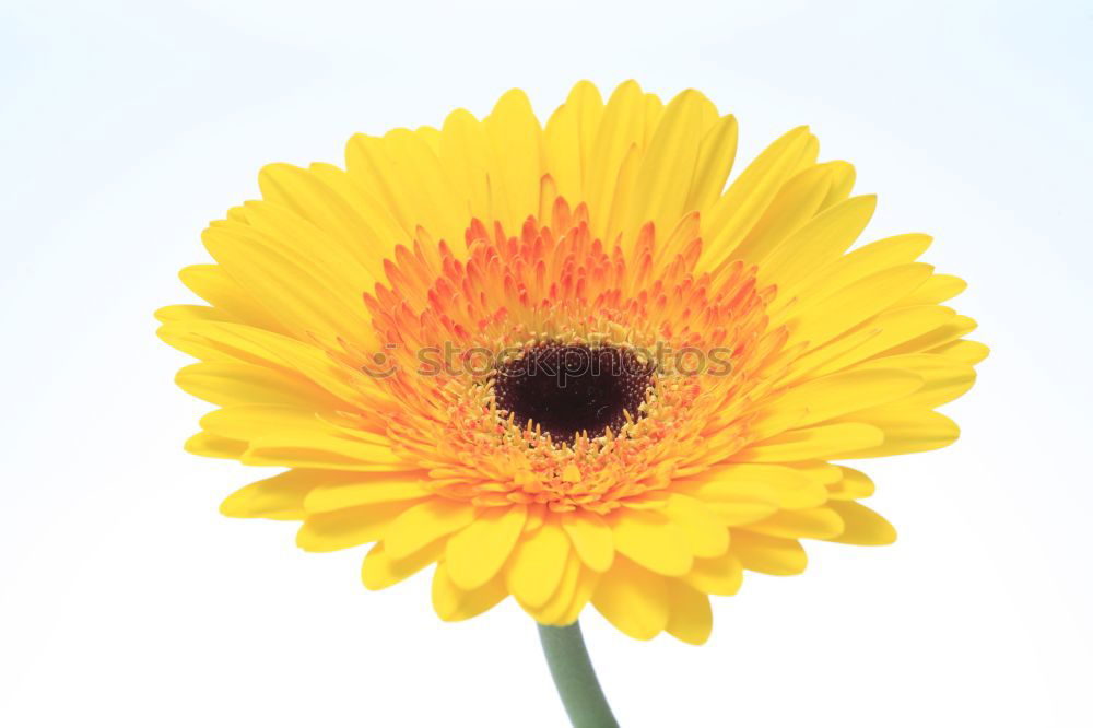 Similar – Image, Stock Photo Aster Flower Stamen