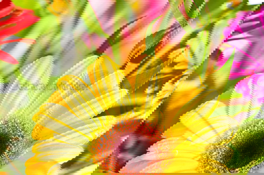 Similar – Image, Stock Photo Sunny bouquet of flowers in the garden