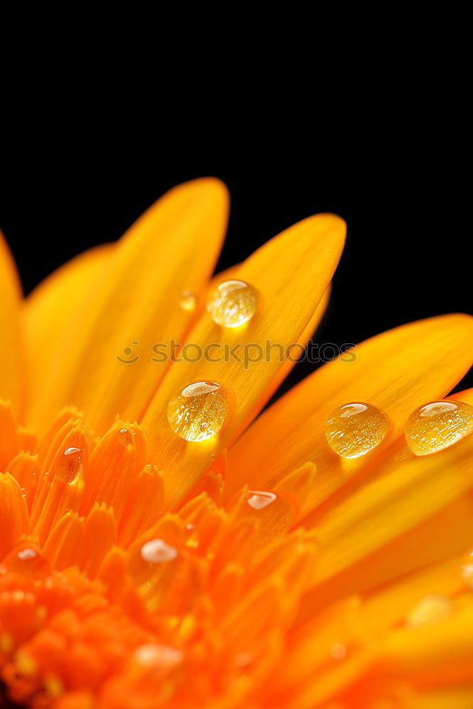 Similar – Image, Stock Photo sunny Sunflower Summer