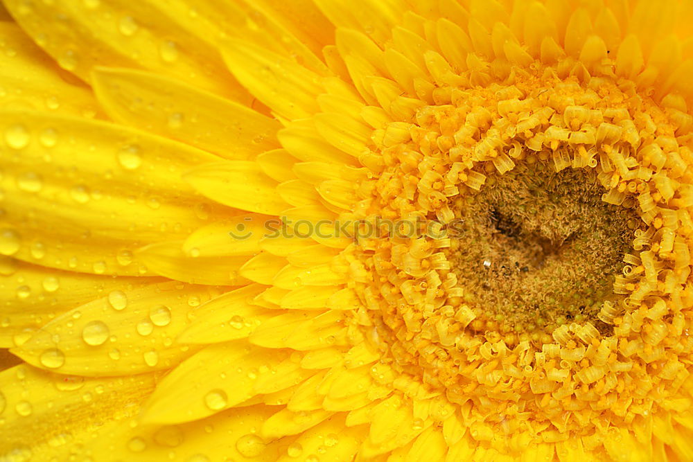 Similar – mesmerizing sun Flower