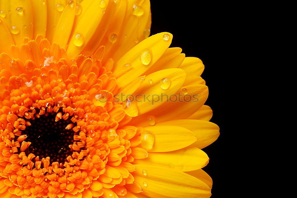 Similar – Image, Stock Photo summer gold Sunflower