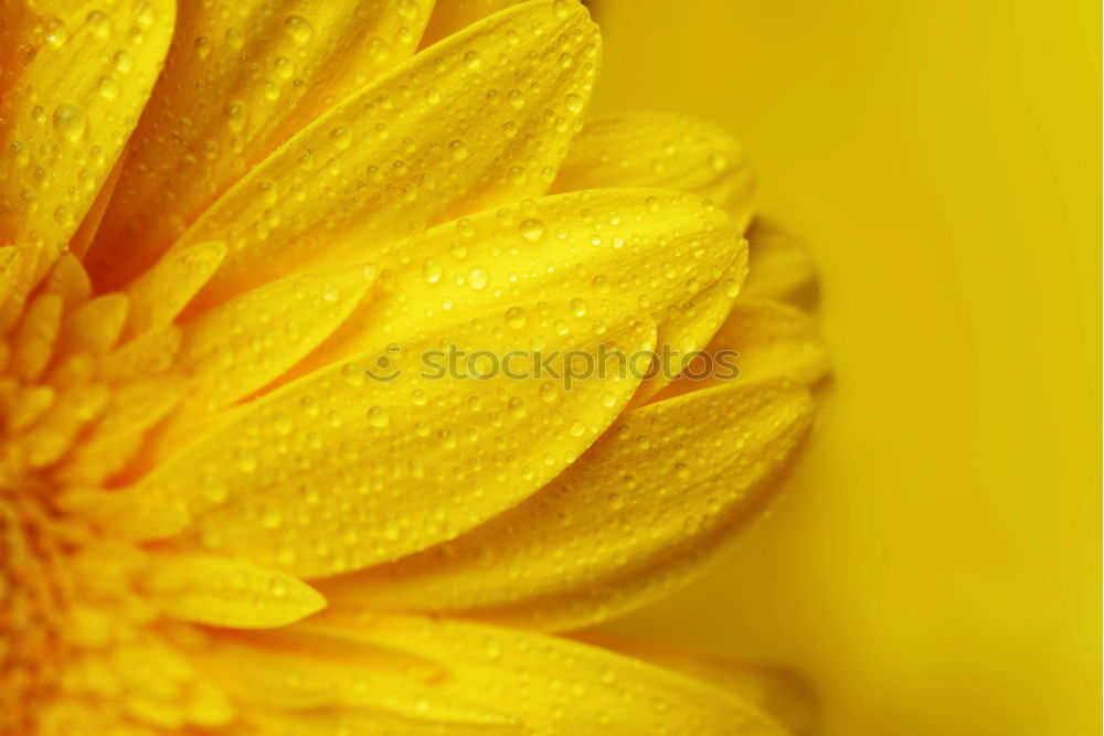 Similar – Image, Stock Photo Yellow poppy II Plant