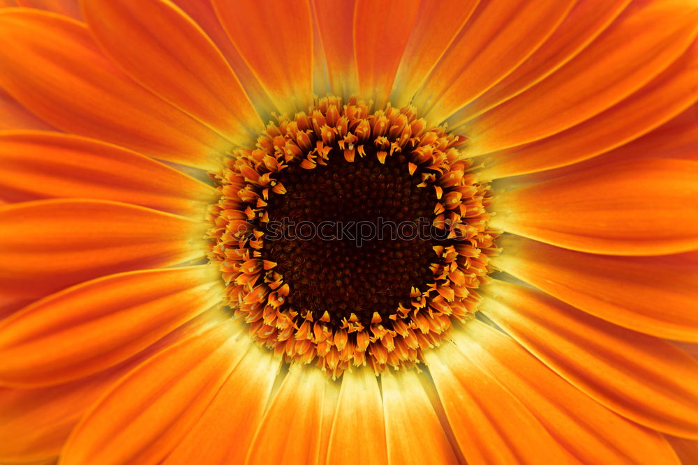 Similar – Orange Blüte braun Blume