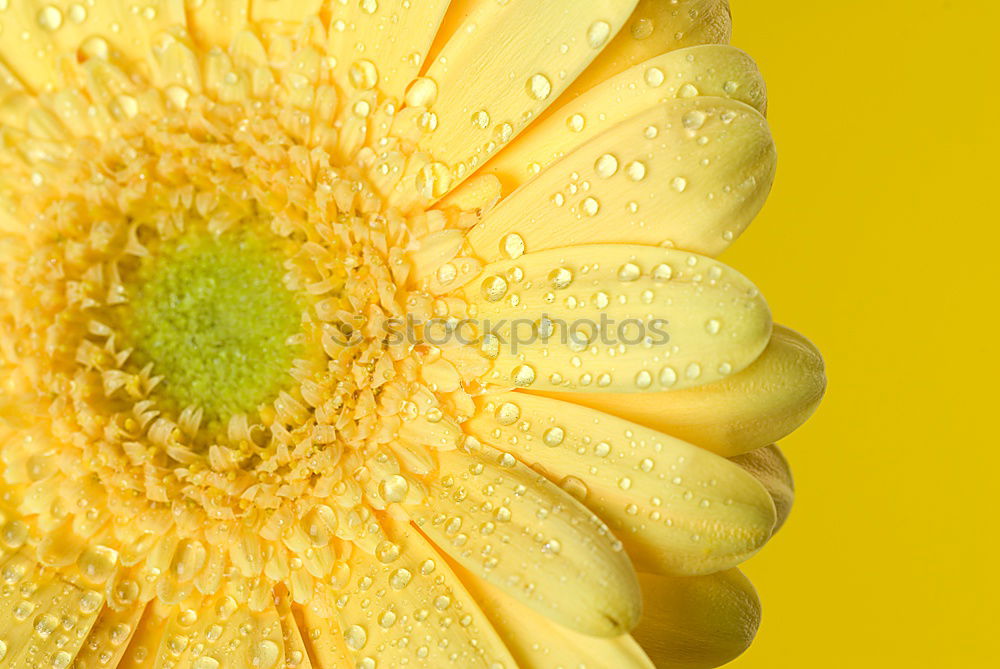 Similar – Image, Stock Photo yellow flower on yellow ground*