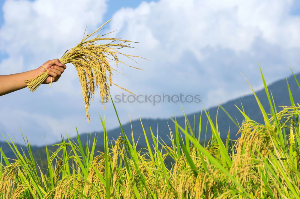 Similar – Crop person walking in summer field