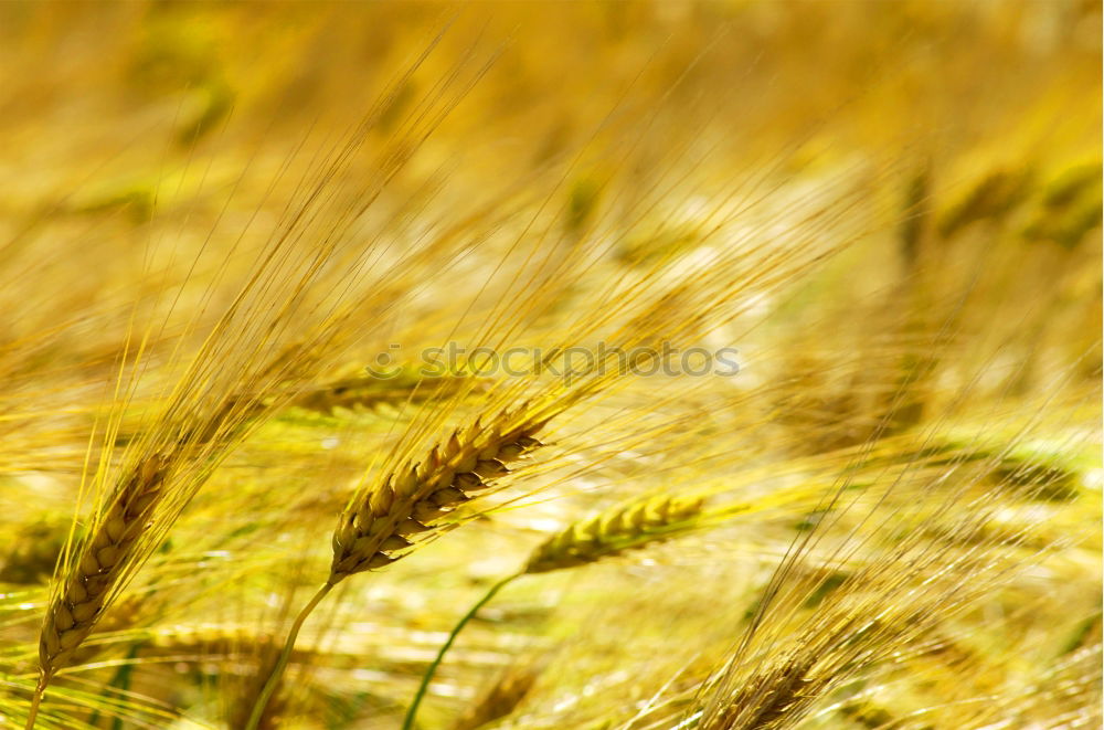 Field of grass on sunset